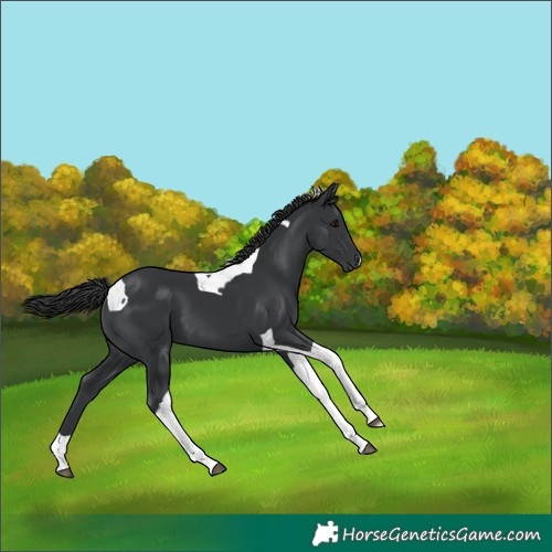 Horse Color:Black Tobiano 