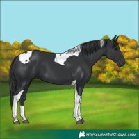 Horse Color:Black Tobiano 