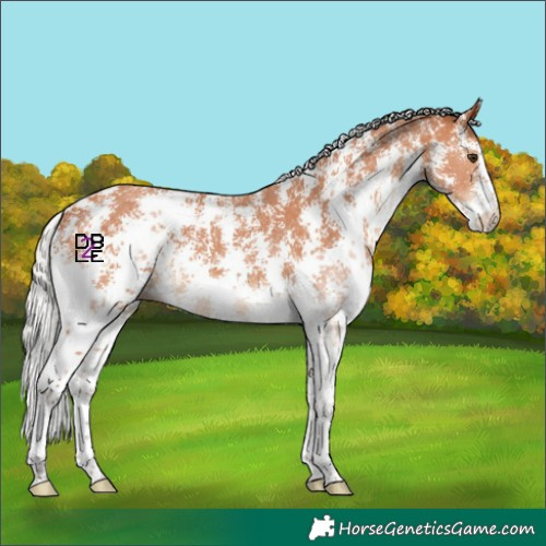 Horse Color:Silver Bay Sabino 