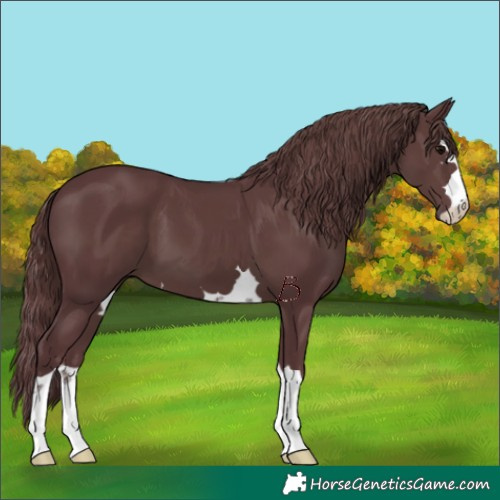 Horse Color:Chocolate Black 