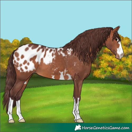 Horse Color:Chocolate Brown Appaloosa 