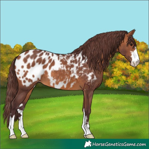 Horse Color:Chocolate Bay Appaloosa 