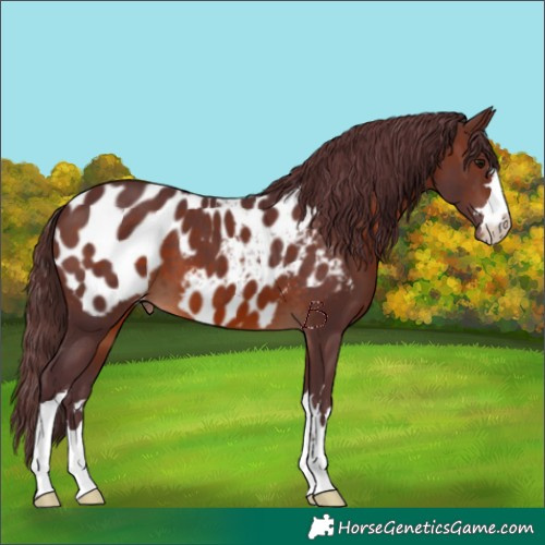 Horse Color:Chocolate Brown Appaloosa 