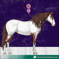 Horse Color:Chocolate Bay Appaloosa