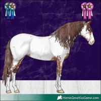 Horse Color:Chocolate Bay Near Fewspot