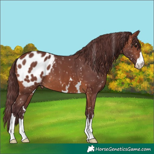 Horse Color:Chocolate Brown Appaloosa 