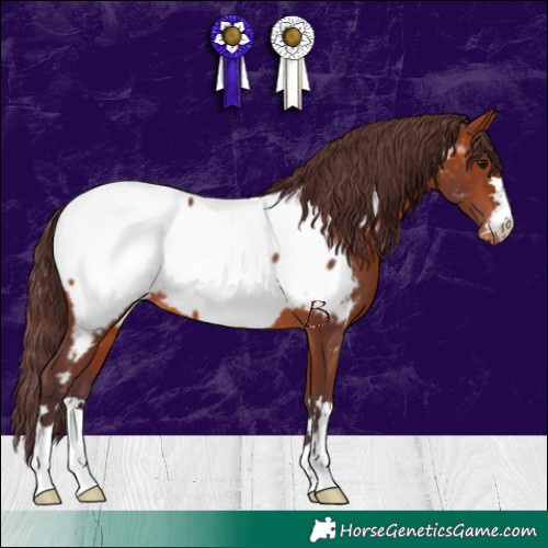 Horse Color:Chocolate Brown Appaloosa 