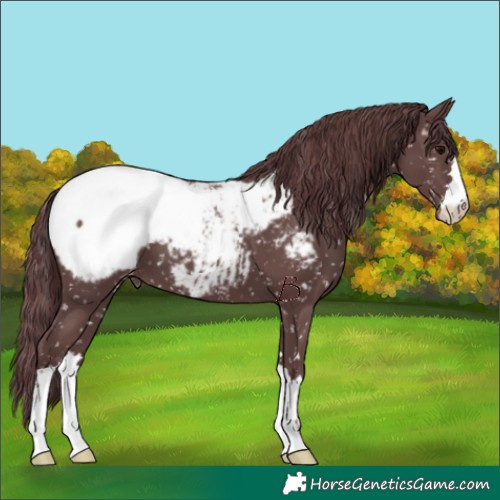 Horse Color:Chocolate Black Appaloosa 