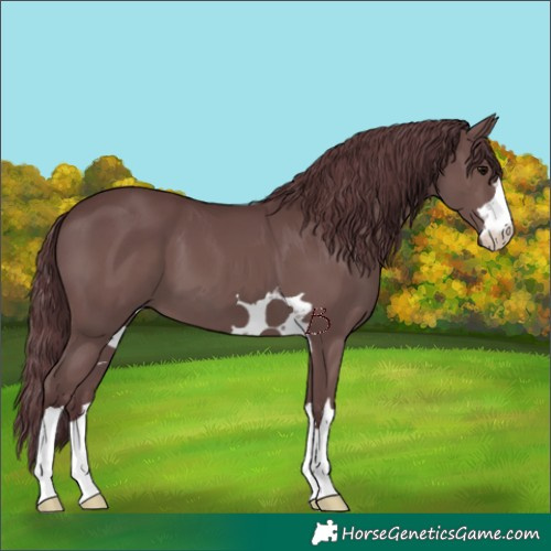 Horse Color:Chocolate Black 