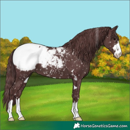 Horse Color:Chocolate Black Appaloosa 