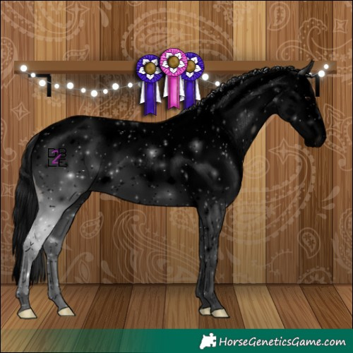 Horse Color:Void Black Splash Appaloosa 