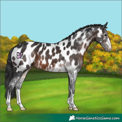 Horse Color:Brown Appaloosa 