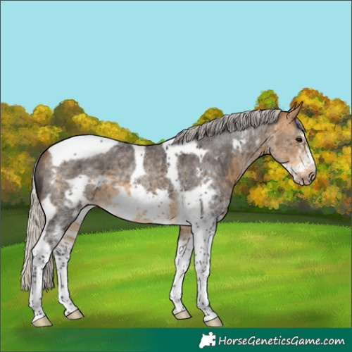 Horse Color:White Spotted Silver Buckskin Tobiano Frame 