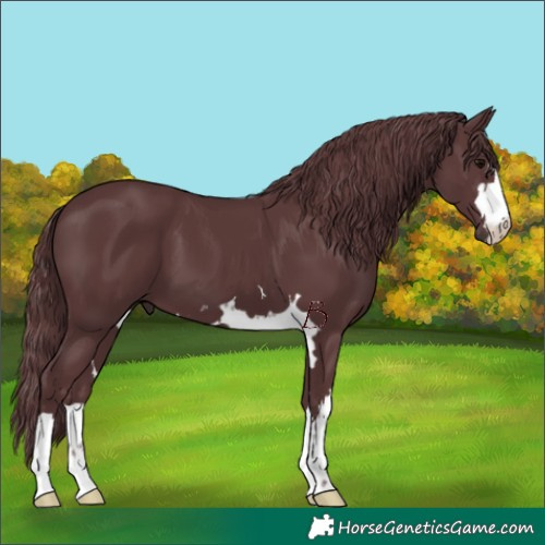 Horse Color:Chocolate Black 