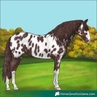 Horse Color:Chocolate Black Near Leopard 