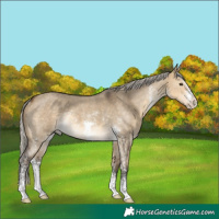 Horse Color:Silver Buckskin Dun Sabino Rabicano