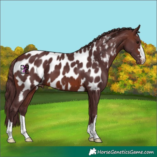 Horse Color:Chocolate Brown Appaloosa 
