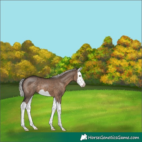 Horse Color:Silver Brown Dun Splash 