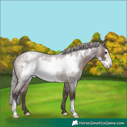 Horse Color:Silver Brown Roan Frame Rabicano 