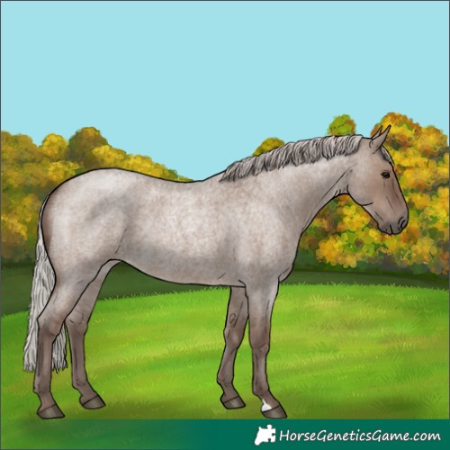 Horse Color:Silver Grullo Roan Rabicano 