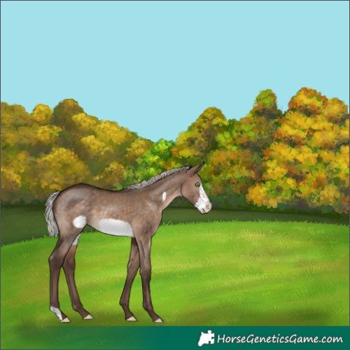 Horse Color:Silver Brown Dun Frame