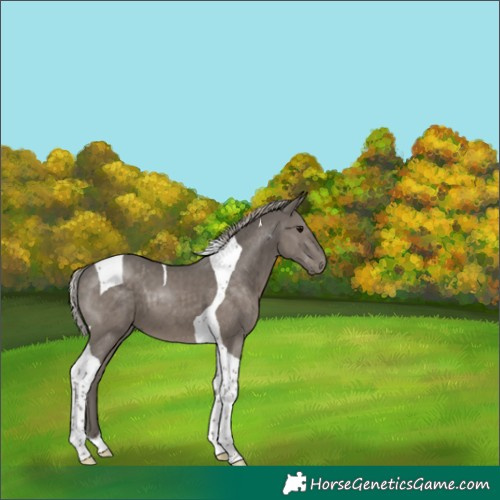 Horse Color:Silver Black Tobiano 