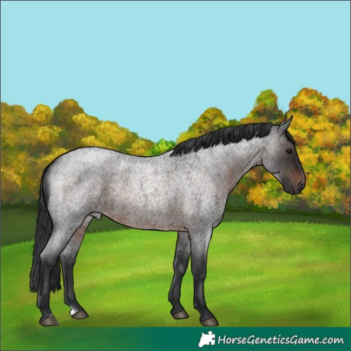 Horse Color:Brown Roan 