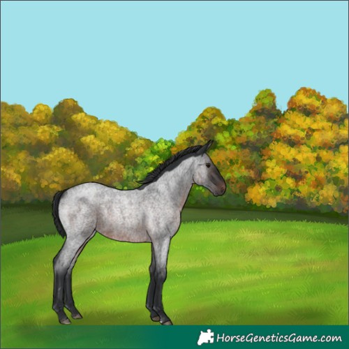 Horse Color:Brown Roan 