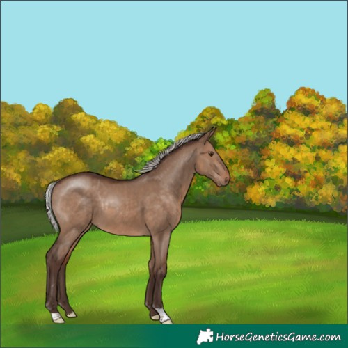 Horse Color:Silver Brown Dun Rabicano