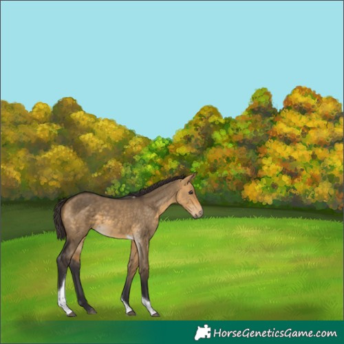 Horse Color:Buckskin Dun Tobiano 