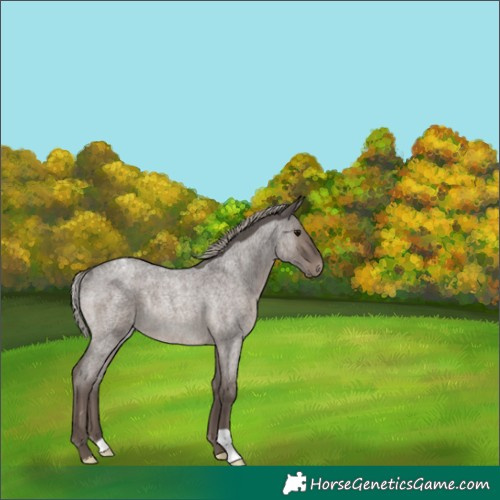 Horse Color:Silver Blue Roan Appaloosa Rabicano