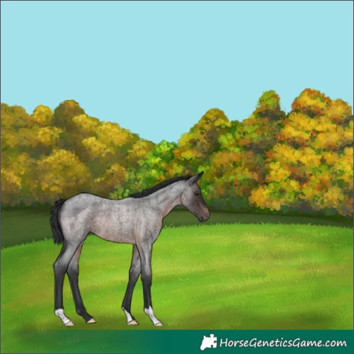 Horse Color:Brown Roan 