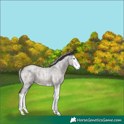 Horse Color:Silver Brown Roan Splash 
