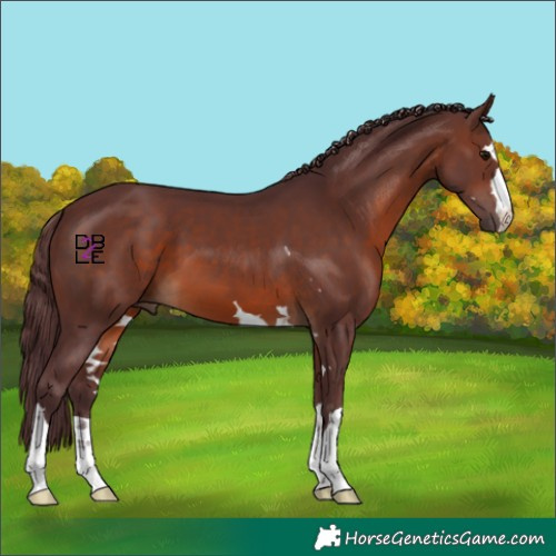 Horse Color:Chocolate Brown 