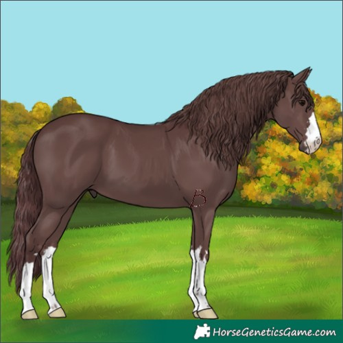 Horse Color:Chocolate Black 