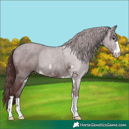 Horse Color:Chocolate Black 