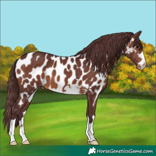 Horse Color:Chocolate Brown Appaloosa 