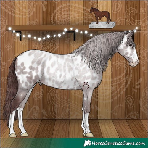 Horse Color:Chocolate Black Appaloosa 
