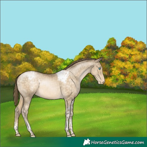 Horse Color:Buckskin Pearl Tobiano Appaloosa Rabicano 