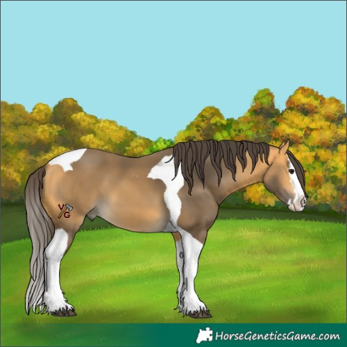 Horse Color:Unknown 