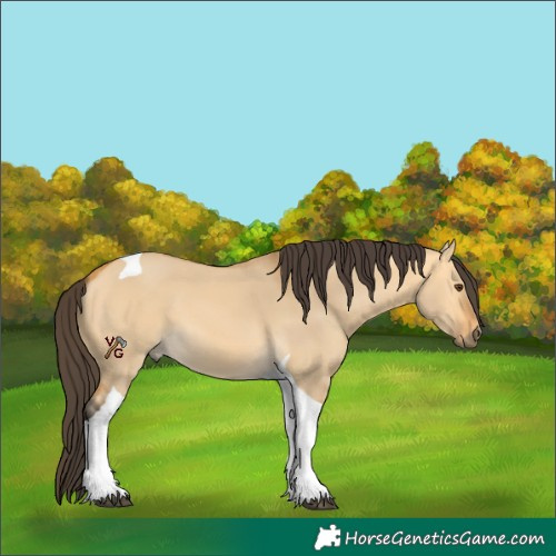 Horse Color:Unknown 
