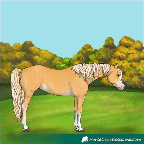 Horse Color:Palomino  and Palomino 
