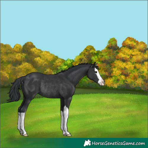 Horse Color:Black Splash Rabicano