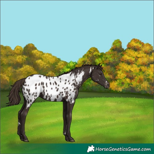 Horse Color:White Spotted Liver Chestnut Appaloosa Rabicano 