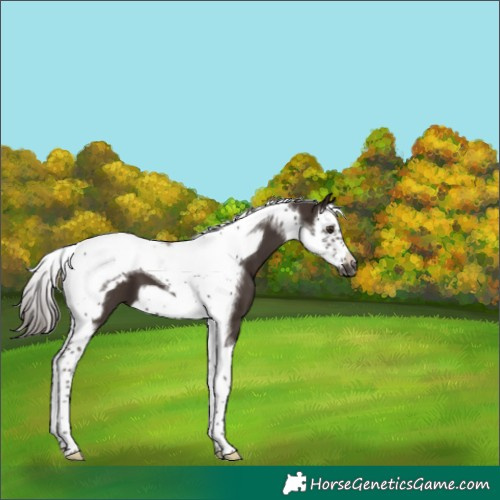 Horse Color:Liver Chestnut Splash Tobiano Frame 