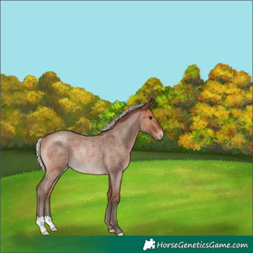 Horse Color:Silver Bay Roan Rabicano 