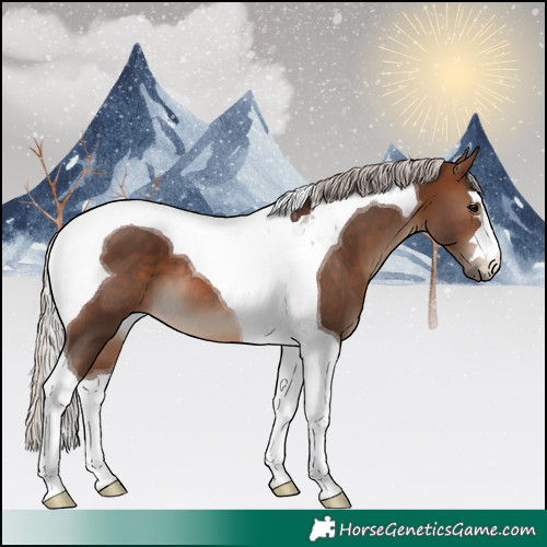 Horse Color:Silver Brown Tobiano 
