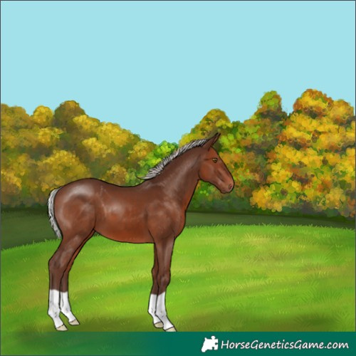Horse Color:Silver Brown 