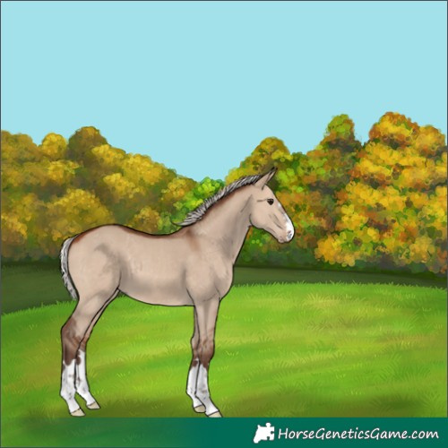 Horse Color:Silver Brown Dun