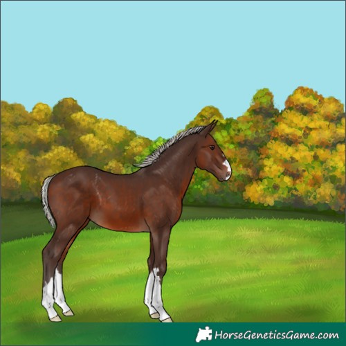 Horse Color:Silver Brown 